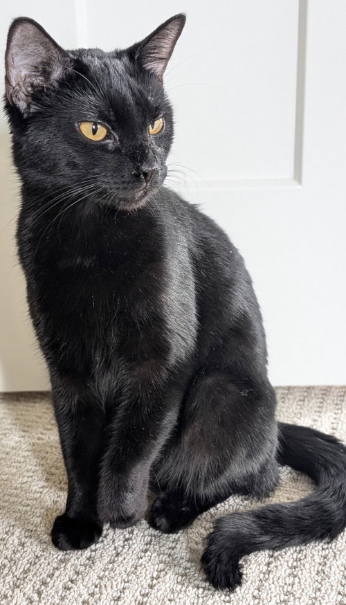 Loki Panther Kitty, Young Domestic Short Hair (short coat), cat for adoption in Hurst, Texas
