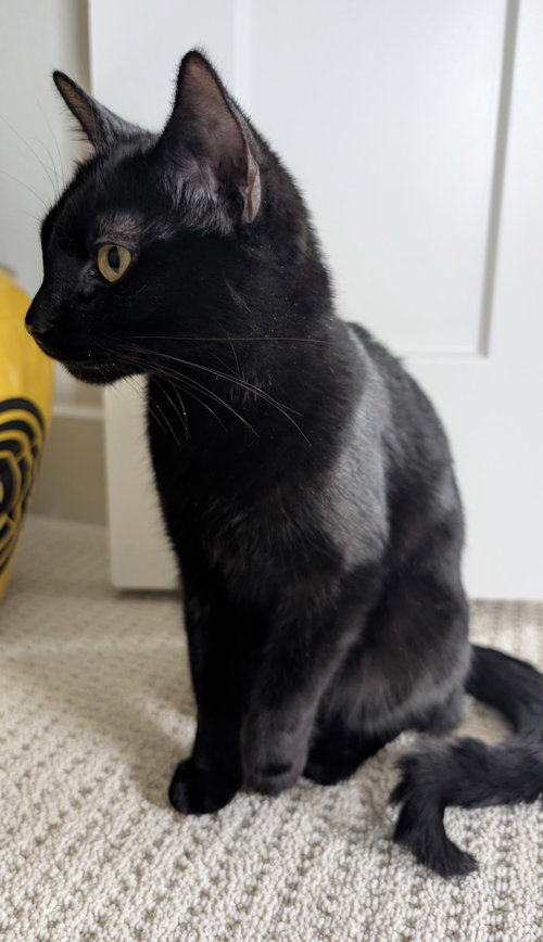 Lucky Panther Kitty, Young Domestic Short Hair (short coat), cat for adoption in Hurst, Texas