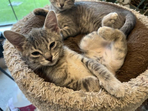 Spark, an adoptable Domestic Short Hair in Frisco, TX