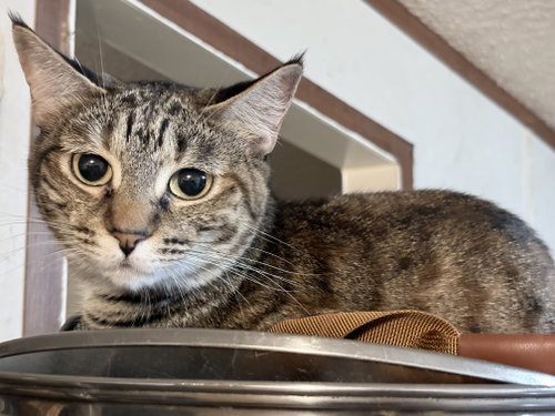 Shorty S, an adoptable Domestic Short Hair in Frisco, TX
