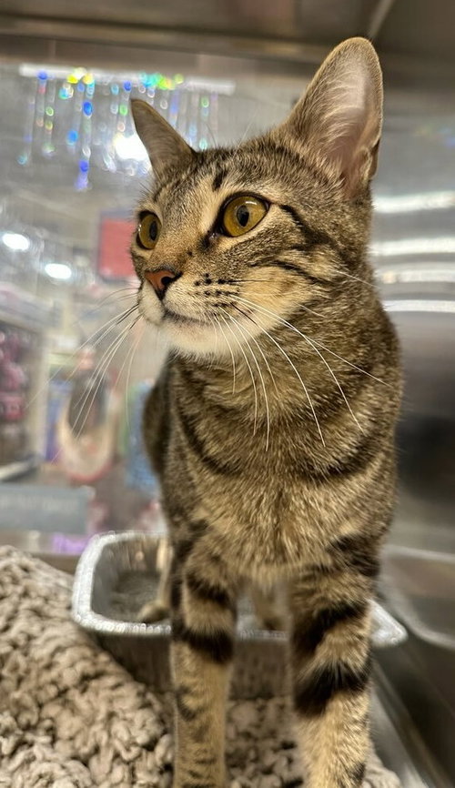 Knox S., Adult Domestic Short Hair (short coat), cat for adoption in The Colony, Texas