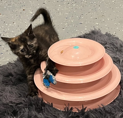 Salsa