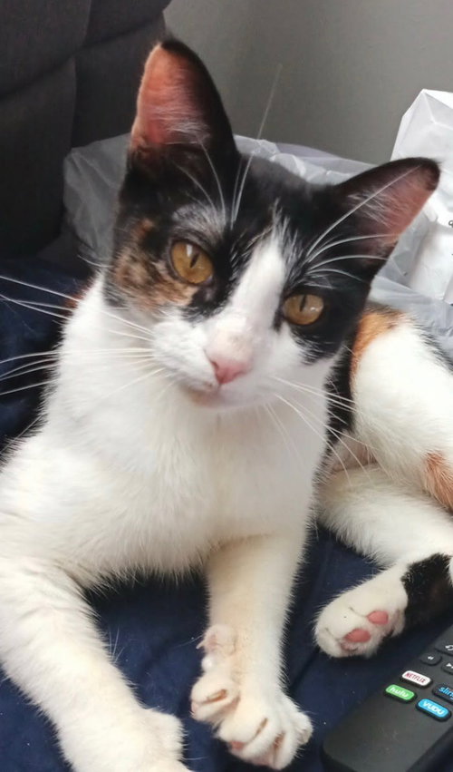 Star Momma, an adoptable Domestic Short Hair in Frisco, TX