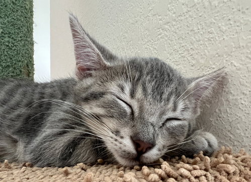 Silver, an adoptable Domestic Short Hair in Frisco, TX