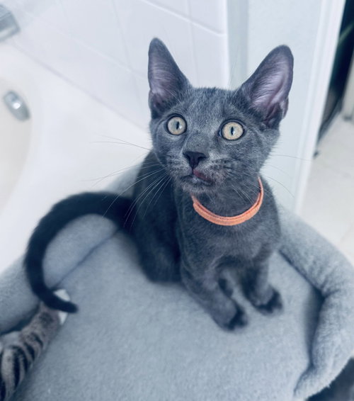 William, an adoptable Domestic Short Hair in Frisco, TX