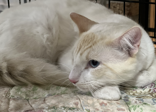 Yetti, Adult Domestic Medium Hair / Siamese / Mixed (medium coat), cat for adoption in Fort Worth, Texas