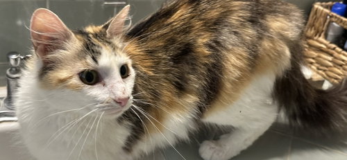 Blossom, an adoptable Domestic Long Hair in Frisco, TX