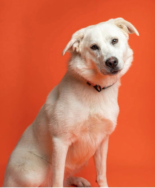 Brittany Ears, a dog for adoption from Frisco Humane Society