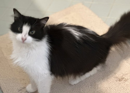 Francois C., an adoptable Tuxedo in Frisco, TX