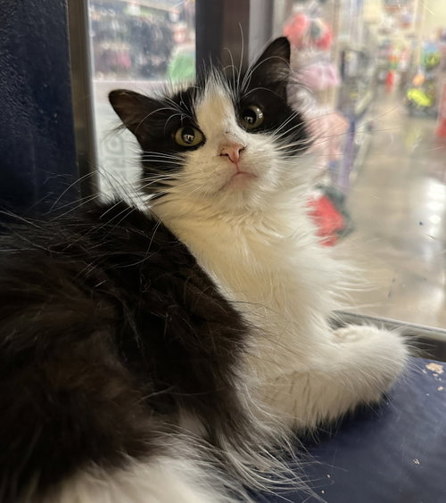 Francois C., Adult Tuxedo / Domestic Medium Hair / Mixed (medium coat), cat for adoption in Fort Worth, Texas