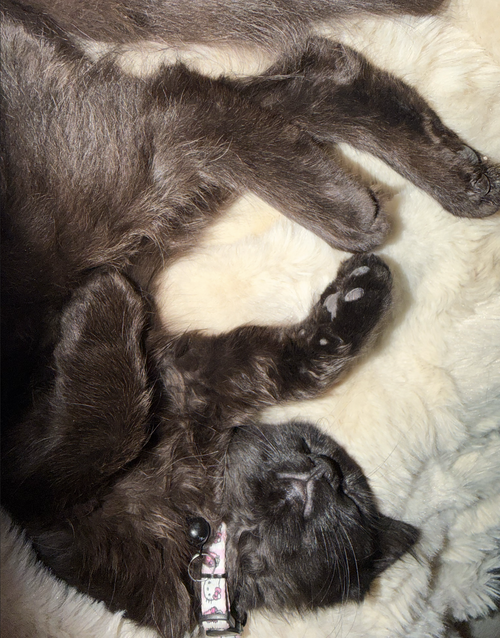Jiji AL