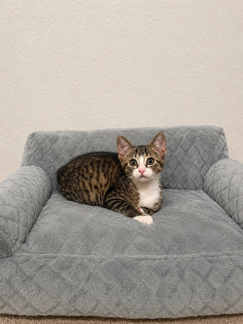 Maybelle