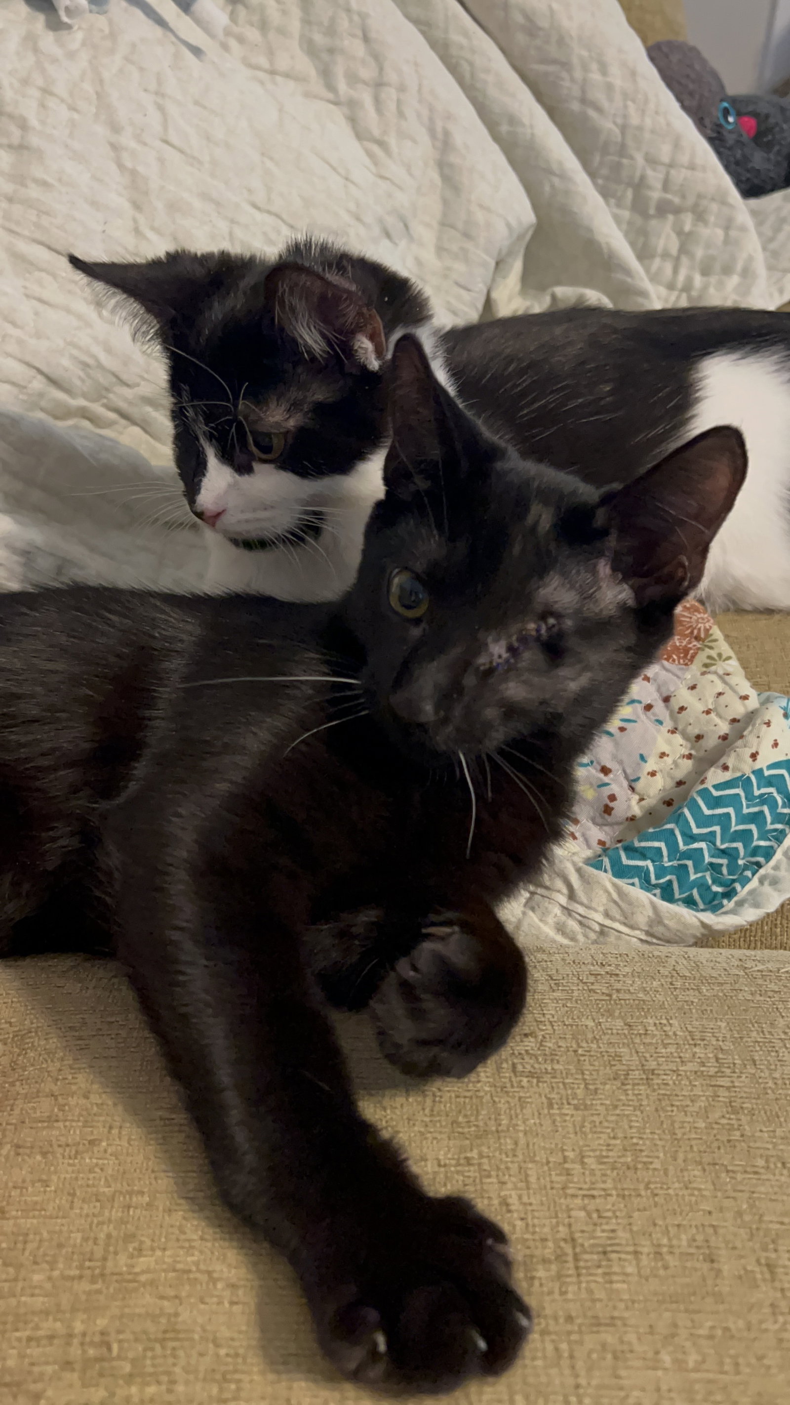 Pirate Willow Black Beard, Domestic Short Hair