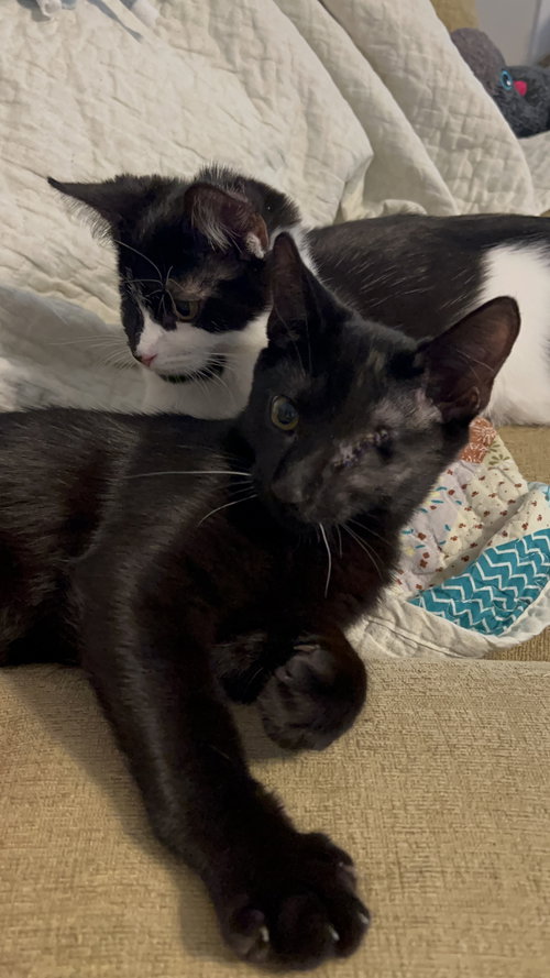 Pirate Willow Black Beard, a cat for adoption from Frisco Humane Society