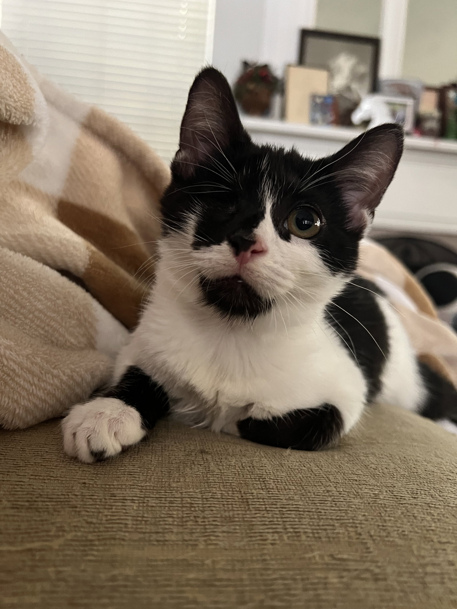 Pirate Spicy NOT Spicy, Tuxedo