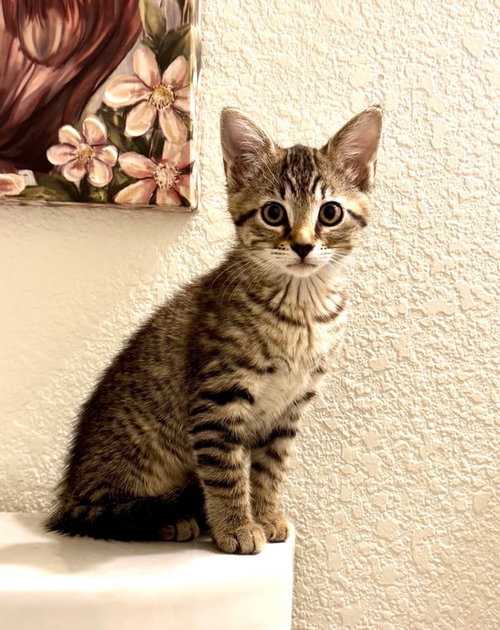 Agatha