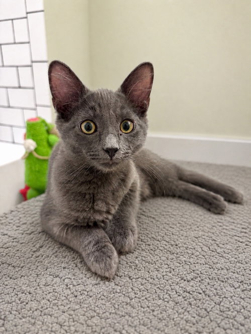 Poe