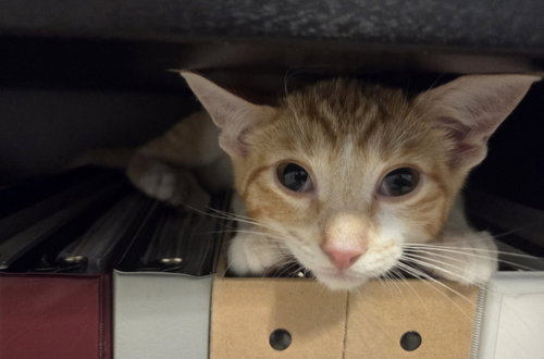 Leonard, an adoptable Domestic Short Hair in Frisco, TX