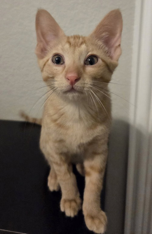 Sheldon, an adoptable Domestic Short Hair in Frisco, TX