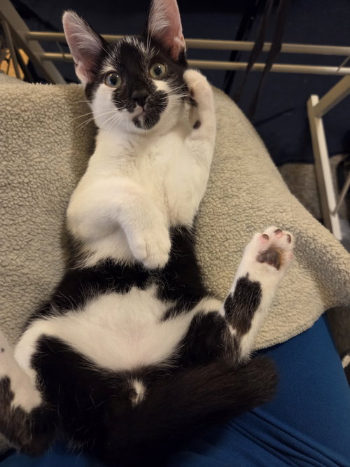 Howard, an adoptable Domestic Short Hair in Frisco, TX