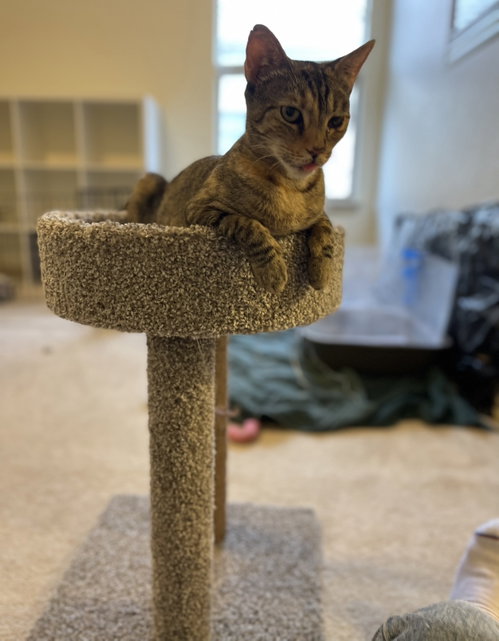 Athena, Adult Domestic Short Hair (short coat), cat for adoption in Frisco, Texas