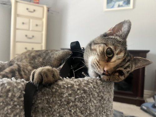 Athena, a cat for adoption from Frisco Humane Society