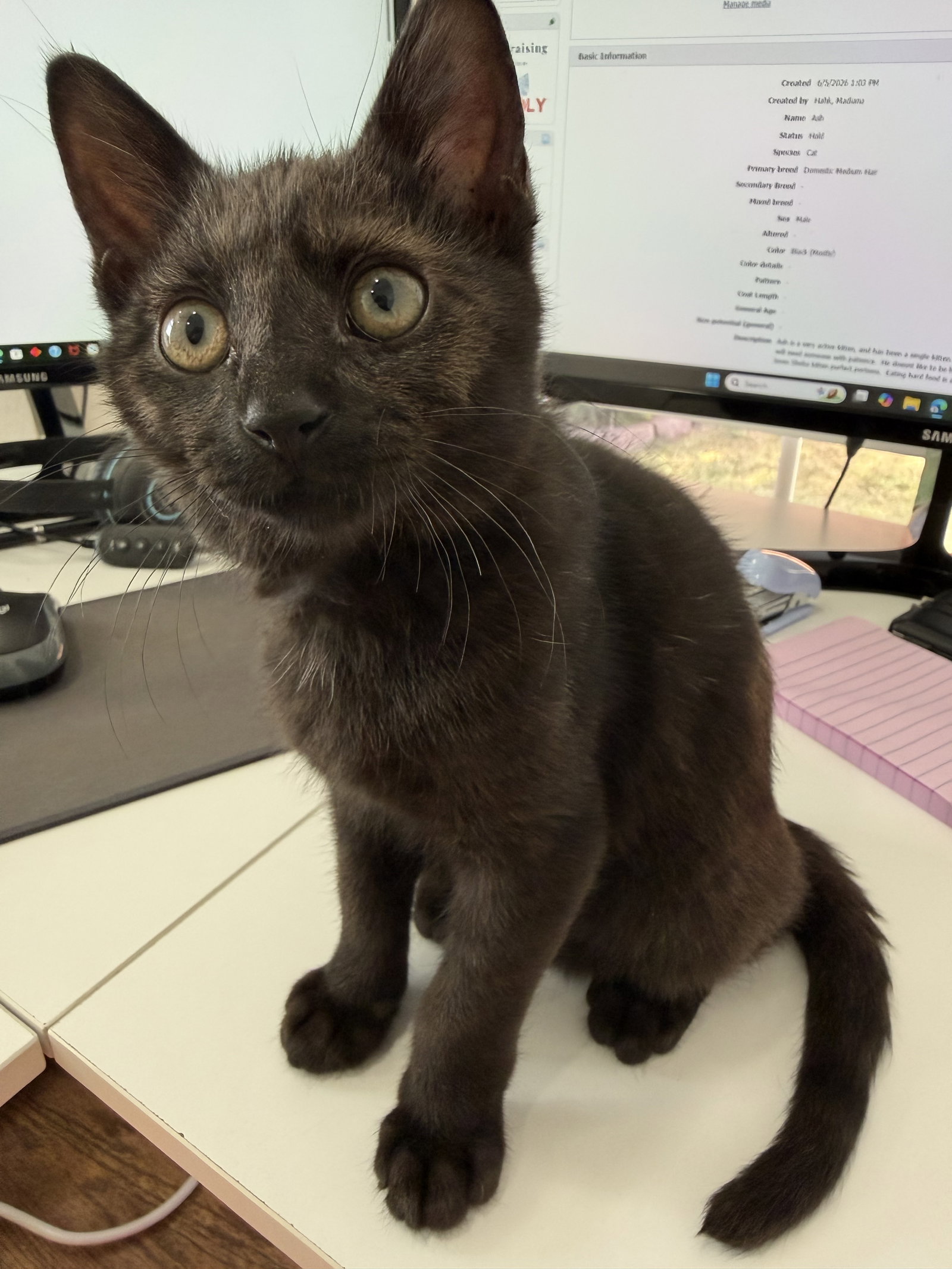 Ash, Domestic Short Hair