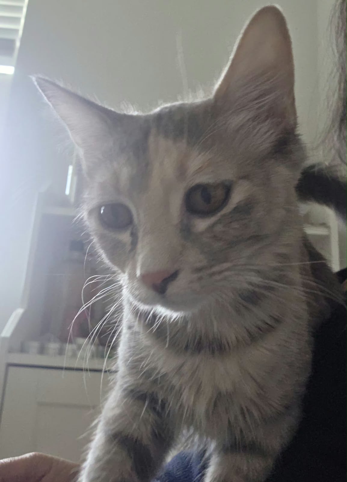 Daisy, Domestic Medium Hair