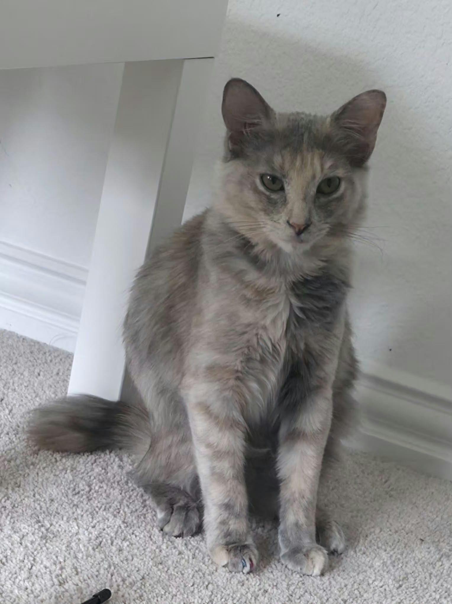 Blossom, Domestic Medium Hair