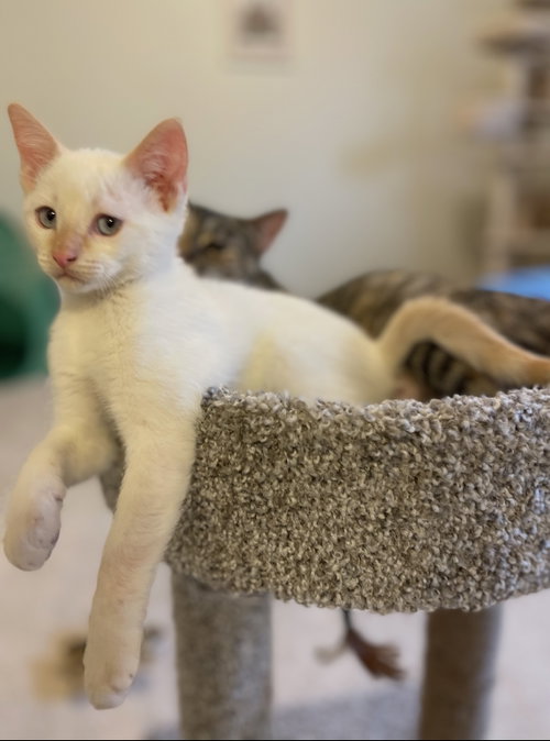 Max S, Baby Siamese (short coat), cat for adoption in Frisco, Texas