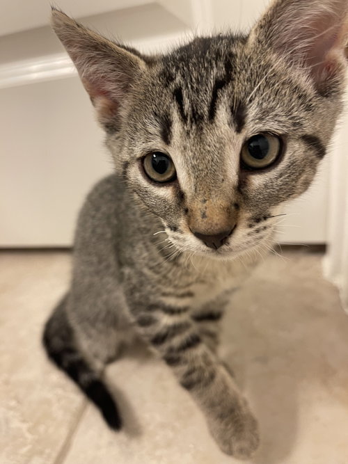 Nico, Baby Domestic Short Hair (short coat), cat for adoption in Flower Mound, Texas