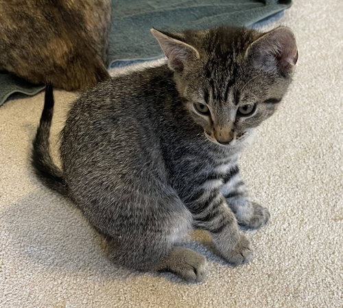 Nico, Baby Domestic Short Hair (short coat), cat for adoption in Frisco, Texas