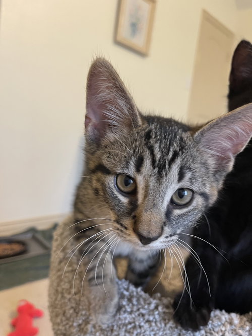 Aries, Baby Domestic Short Hair (short coat), cat for adoption in Flower Mound, Texas