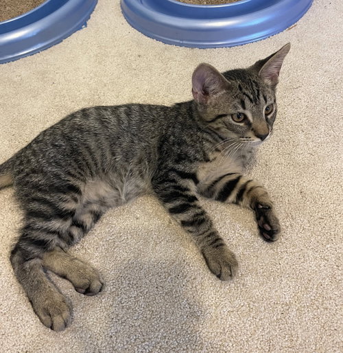 Aries, Baby Domestic Short Hair (short coat), cat for adoption in Frisco, Texas