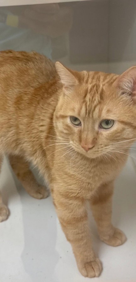 Cal A., an adoptable Domestic Short Hair in Frisco, TX