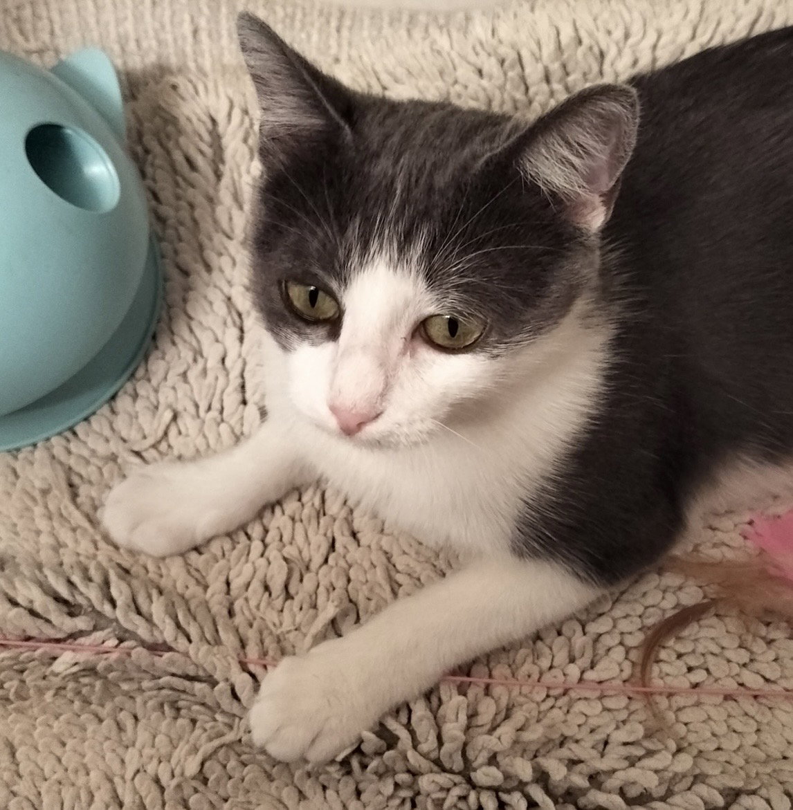 Lacey J., Domestic Short Hair