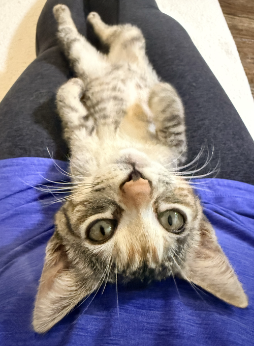 Poppy Woo, Domestic Short Hair / Tuxedo / Mixed (short coat)