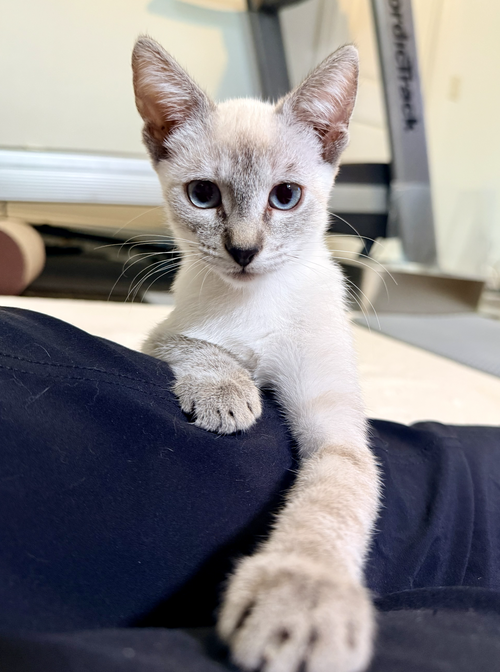 Snowy Woo, Domestic Short Hair / Siamese / Mixed (short coat)