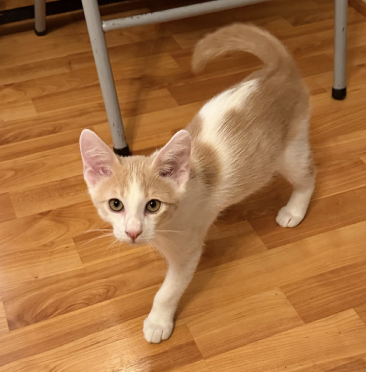 Milkshake, Domestic Short Hair
