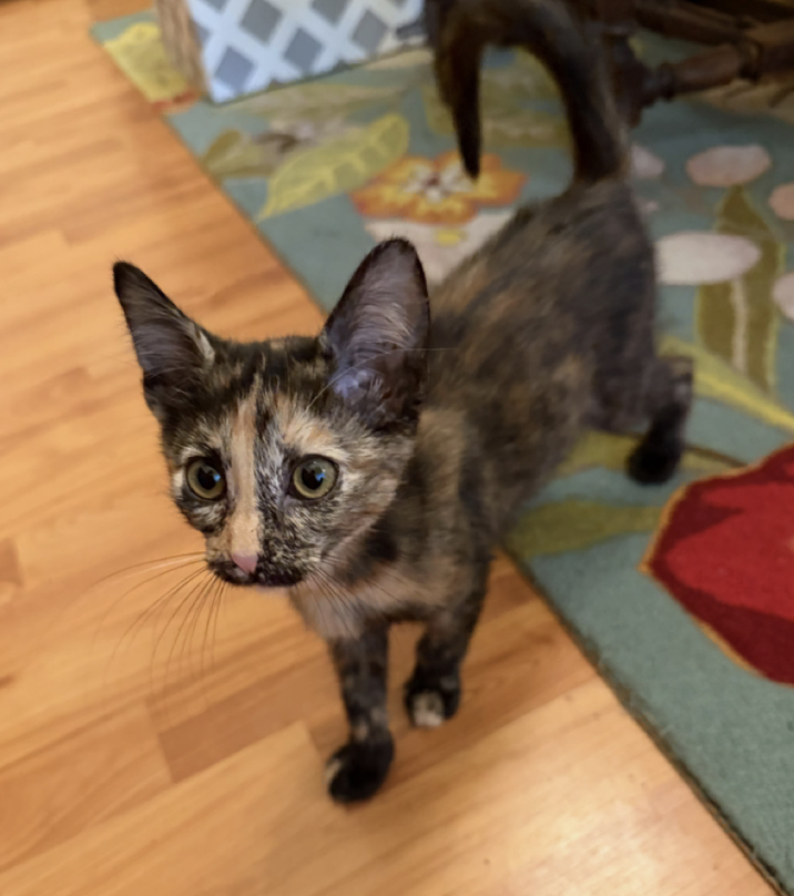 Kara, Domestic Short Hair