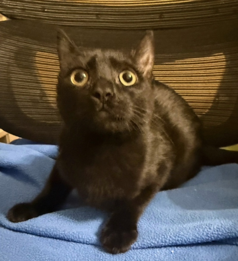 Jewel Purrcious, photo 2