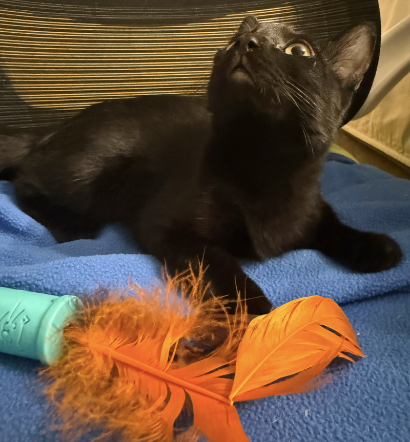 Jewel Purrcious, photo 3