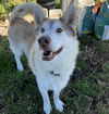adoptable Dog in rohnert park, CA named Kato