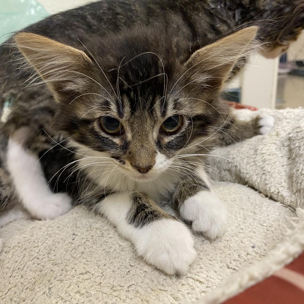 Cats for Adoption in Strawberry, California Alpha Paw