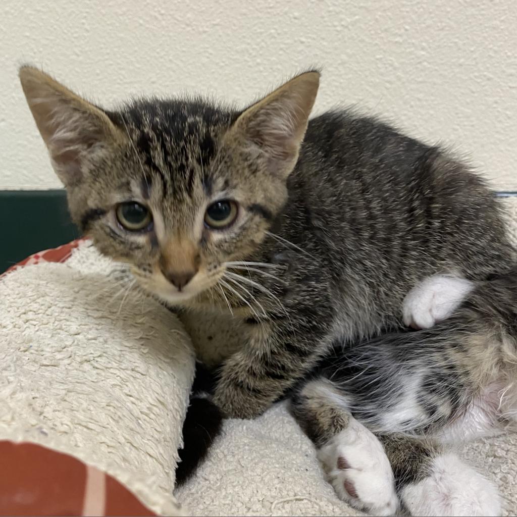 Cats for Adoption in Strawberry, California Alpha Paw