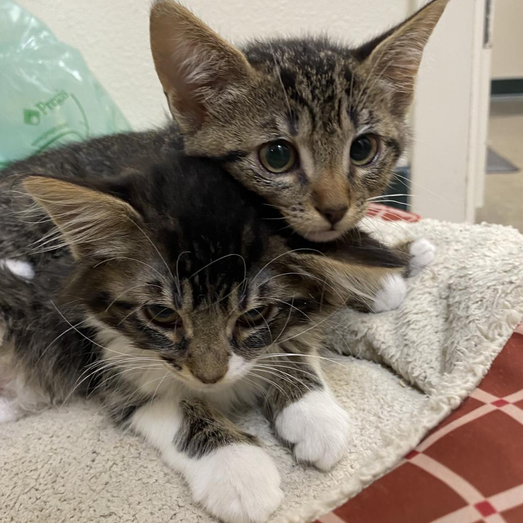 Cats for Adoption in Strawberry, California Alpha Paw