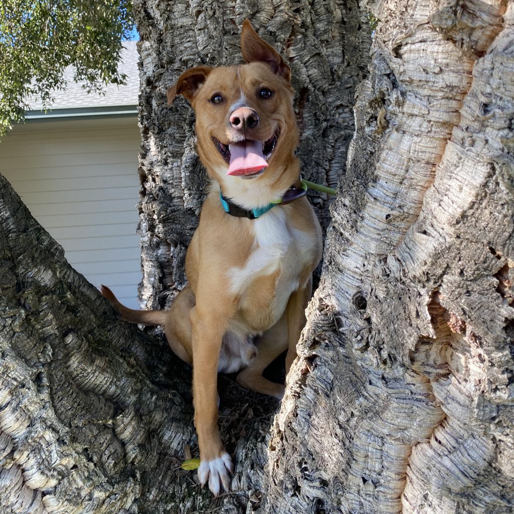 Dog for Adoption Boomerang, a Terrier in Sonoma County, CA Alpha Paw