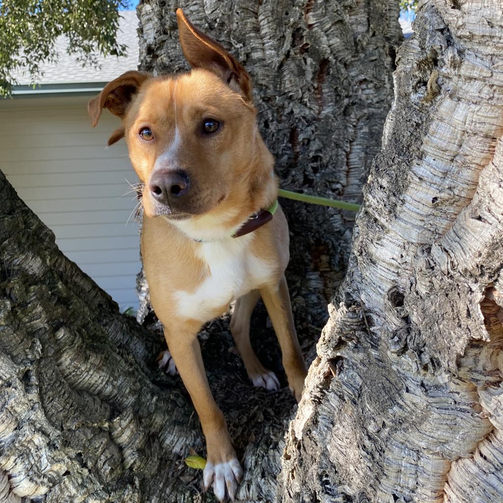 Dog for Adoption Boomerang, a Terrier in Sonoma County, CA Alpha Paw
