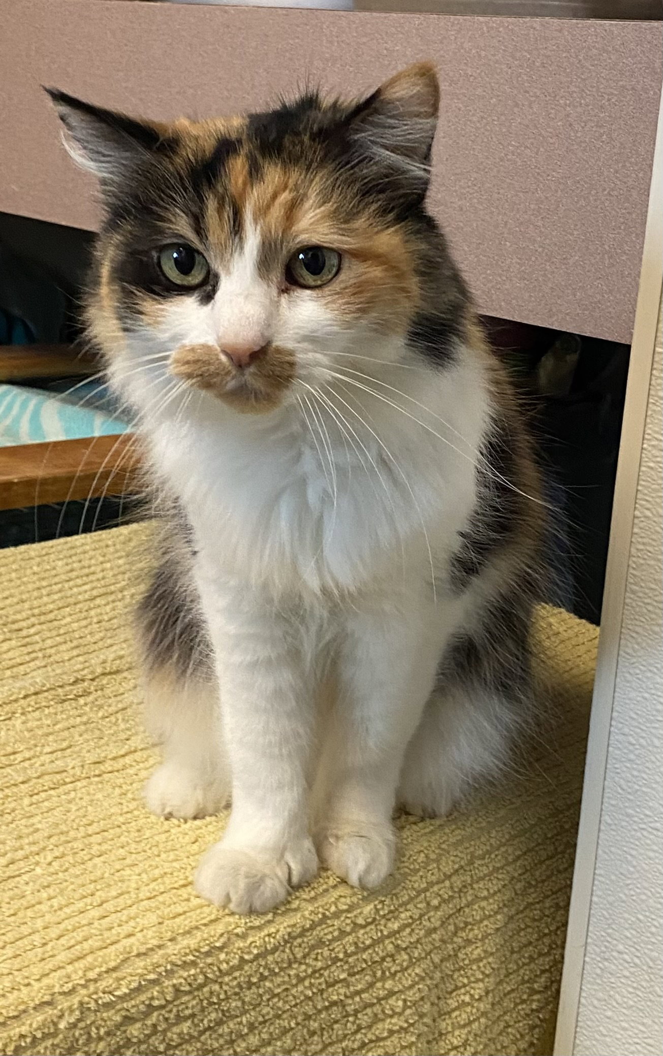 Cats for Adoption in Strawberry, California Alpha Paw