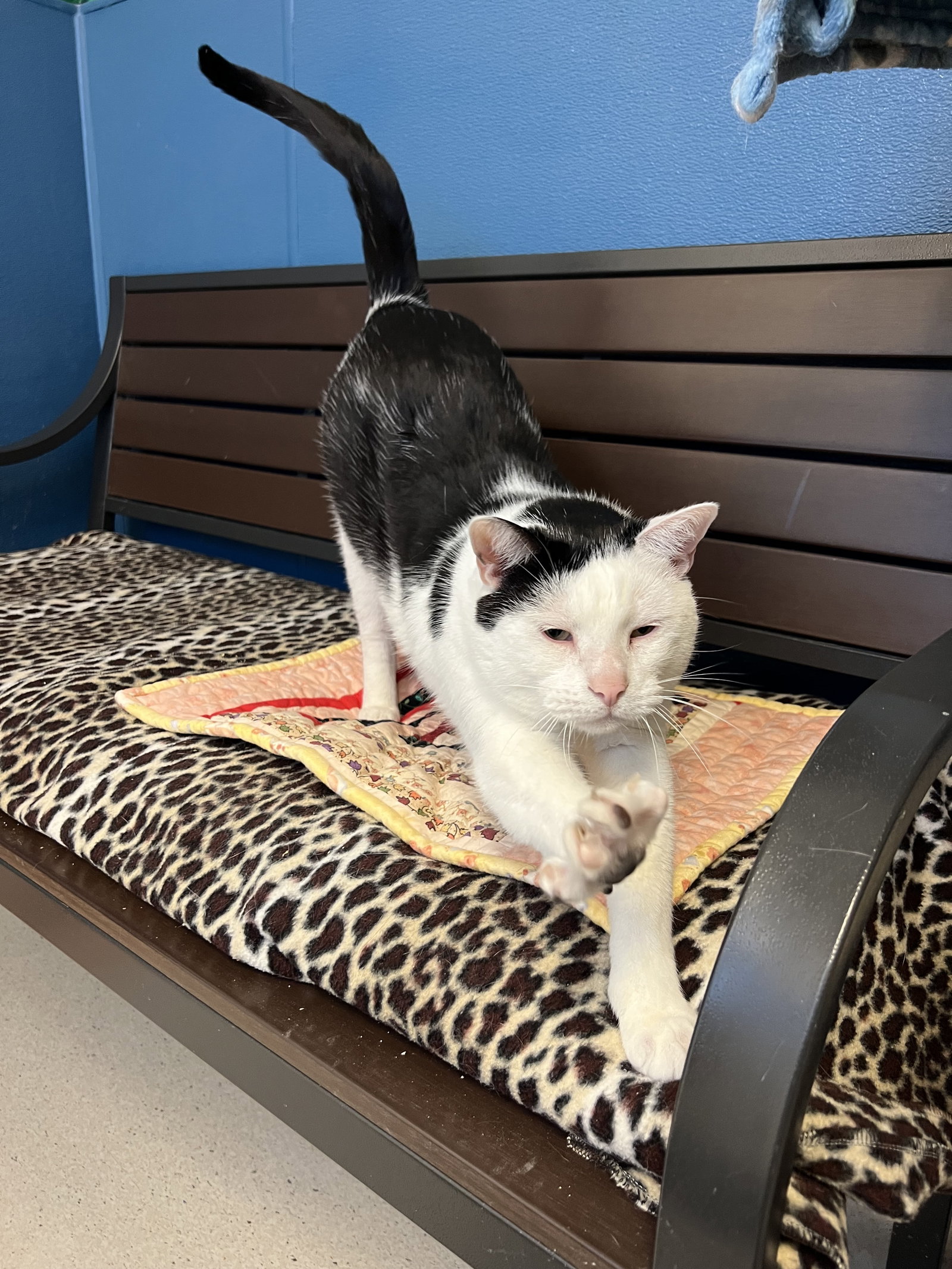 Cats for Adoption in Strawberry, California Alpha Paw